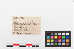 Etiketten zu Bronzeknopf (NHMW-PRAE-024102)